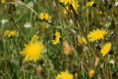 Close-up of yellow flowering plant on field