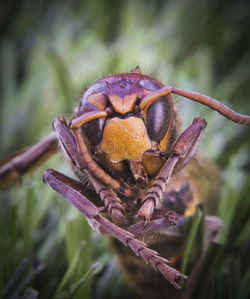 Close-up of insect pollinating on flower