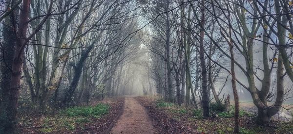 Dirt road amidst trees in forest