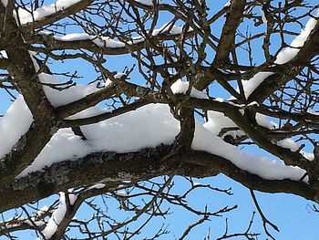 Low angle view of bare tree against sky