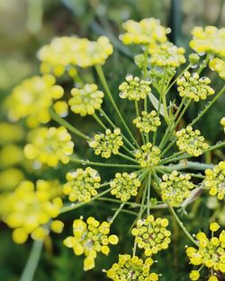 Close-up of flowering plants