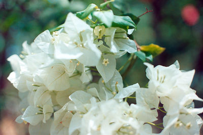 Close-up of white hydrangea flowers