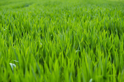 Full frame shot of crops growing on field