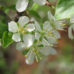 Close-up of white flowers