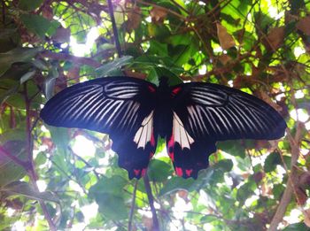 Butterfly on tree trunk