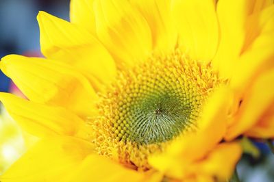 Close-up of yellow flower