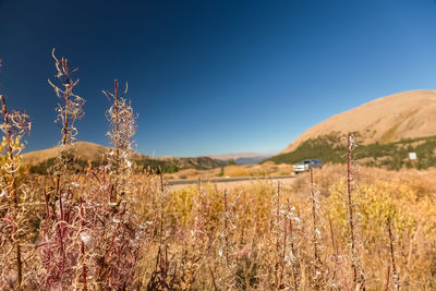 Plants growing on land against blue sky