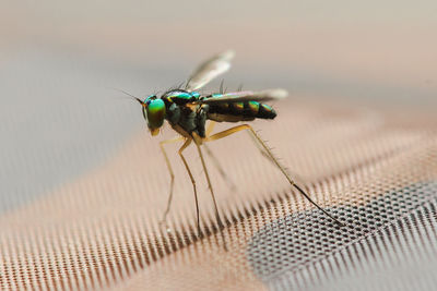 Close-up of fly