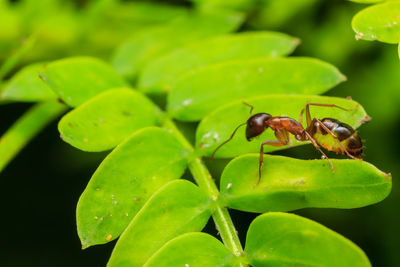 Close-up of insect on leaf