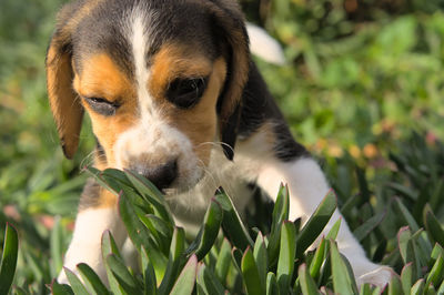 pet