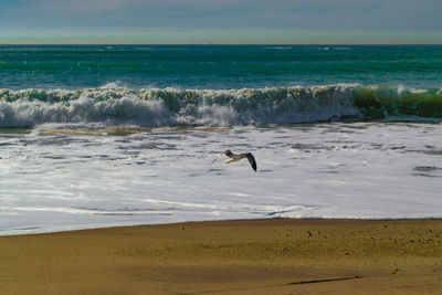 Birds on beach against sky