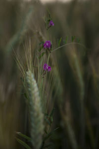 Close-up of pink flowering plant on field