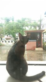 Cat sitting on window