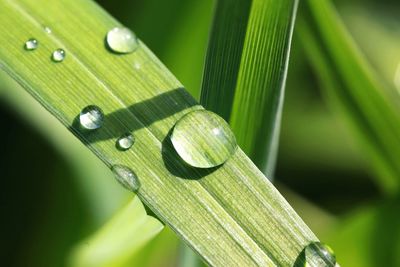 Close-up of raindrops on leaf