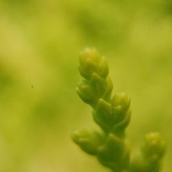 Close-up of flowers