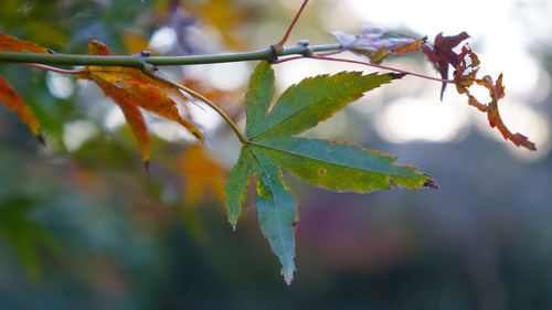 Close-up of maple leaves on tree