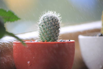 Close-up of cactus plant in pot