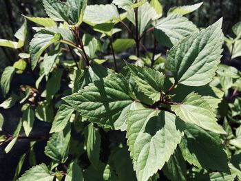 Close-up of fresh green leaves on plant in field