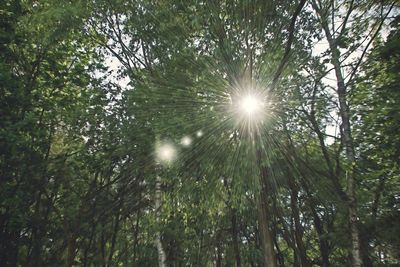Low angle view of trees in forest against sky