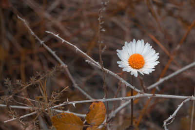 Close-up of white flowering plants