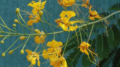 Close-up of yellow flowering plants