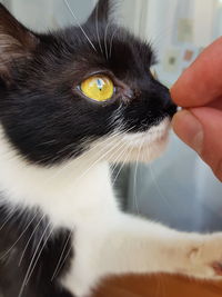 Close-up of cat with hand