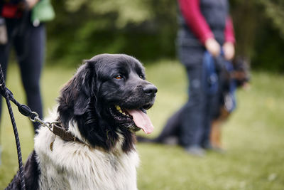 Czech mountain dog sitting during training. pet owner learning obedience in meadow.