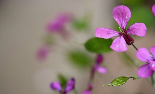 Close-up of pink flowers