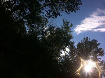 Low angle view of trees against sky