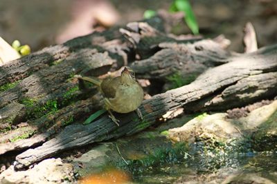 Close-up of bird perching on tree
