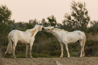 Love between horses