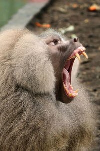 Close-up of a monkey yawning