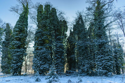 Low angle view of trees in forest during winter