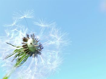 Close-up of dandelion against blue sky