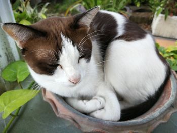 Close-up of cat sleeping outdoors