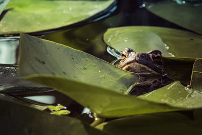 Toad in a pond