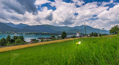 Scenic view of field against sky