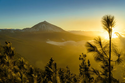 Scenic view of trees against sky during sunset