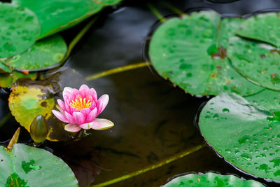 An image of a water lily flower that blooms quietly on the surface of the water.