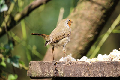 Close-up of bird perching on wood