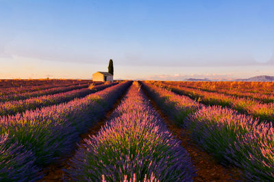 Scenic view of lavender field against sky during sunset at valensole