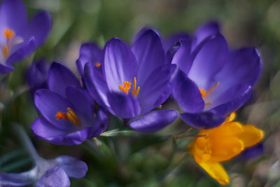 Close-up of purple crocus blooming outdoors