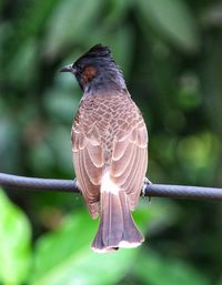 Close-up of bird perching on a branch