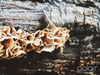 mushroom