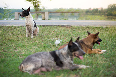 View of dogs on grassy field