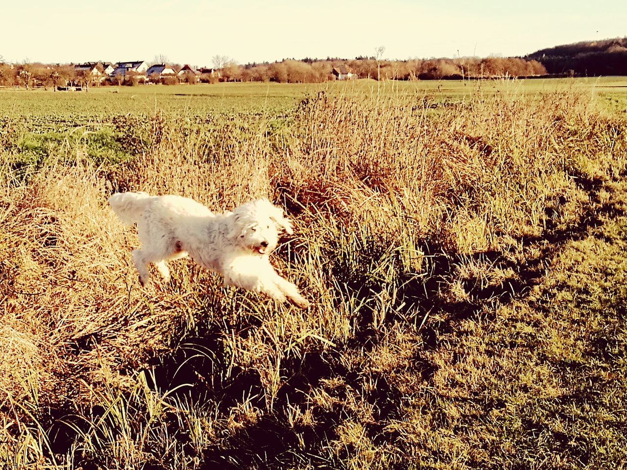 mammal, animal themes, no people, outdoors, nature, landscape, domestic animals, day, pets