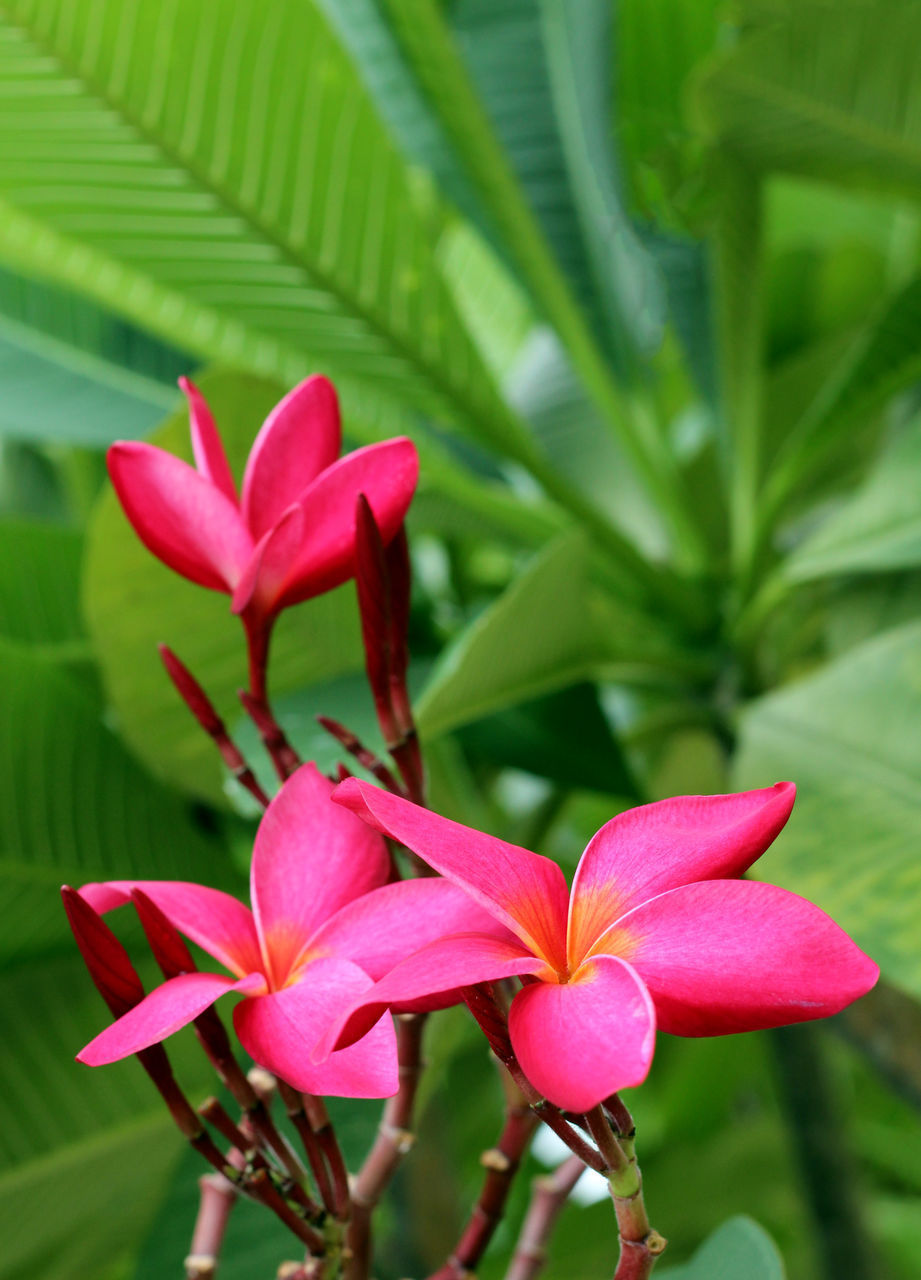 CLOSE-UP OF PINK FLOWER PLANT