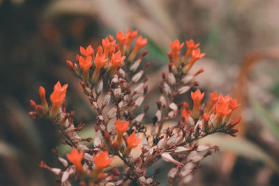 Close-up of orange flowering plant