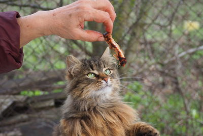 Close-up of hand holding cat