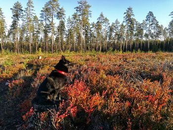 View of a dog in the forest